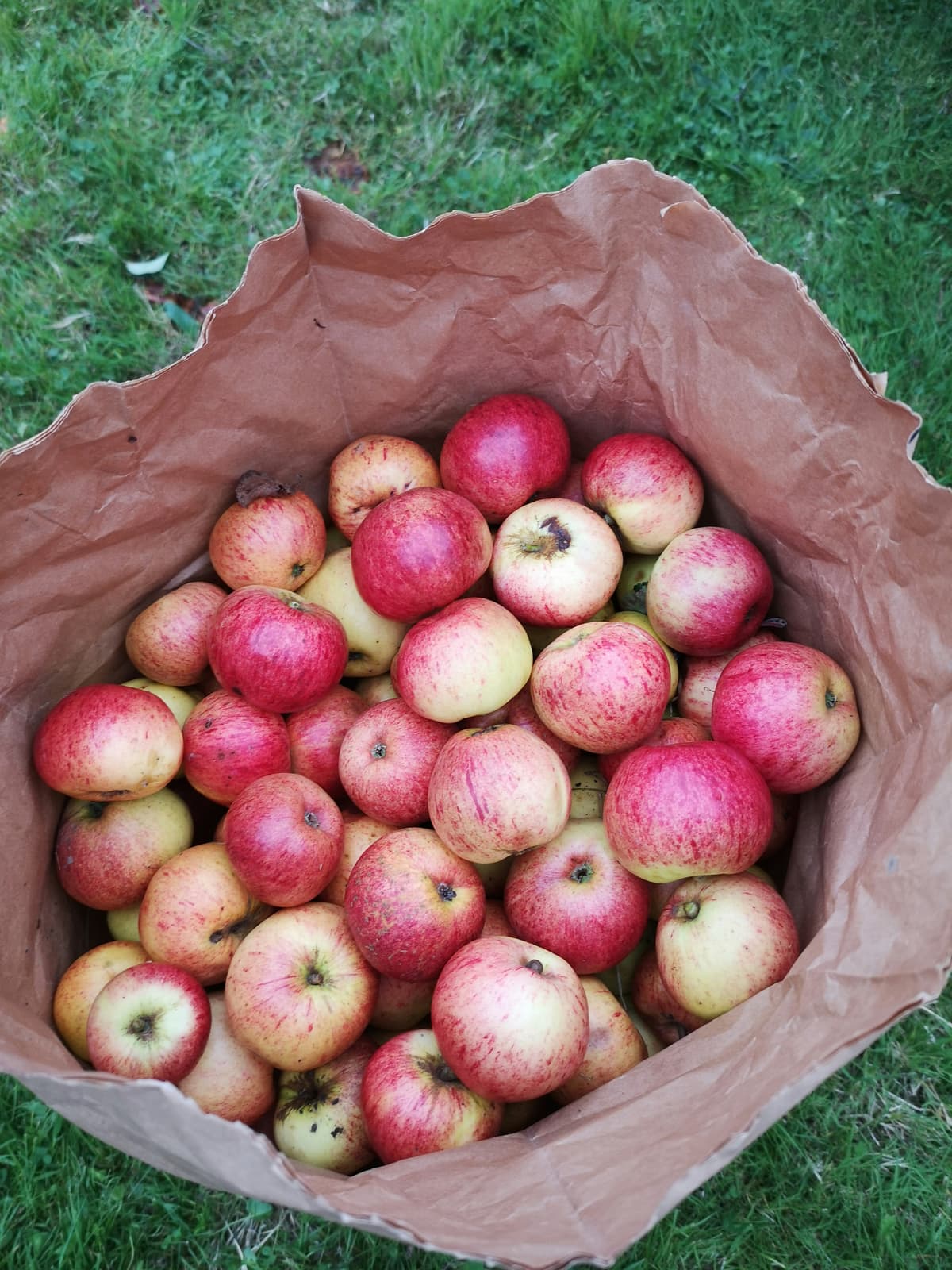 Äppelmusteri